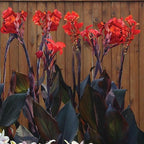 Chalily Canna ‘Australia’, a Great Live Pond Plant for Your Water Garden. Filters The koi and Goldfish Pond. Good for Bogs, Plant Shelf or Shallow Water This marginal Aquatic is a Real Beauty