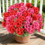 AGIRL 6 Bundles Artificial Geranium Flowers for Outdoors Spring Decor Geraniums Silk Flowers UV Resistant Lifelike Faux Flowers for Outdoor Garden Patio Porch Balcony Home Decor(Red 3,Rose Red 3)