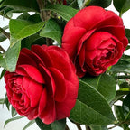 Blooming & Beautiful - Black Tie Camellia - 3 Gal - Evergreen Shrub - Dark True Red Formal Double Bloom - Late Winter/Early Spring - Zones 7-9 - Camellia Japonica ‘Black Tie’ - 3 Gallon Pot