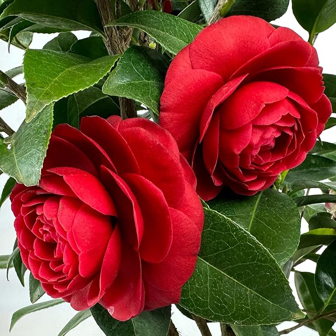 Blooming & Beautiful - Black Tie Camellia - 3 Gal - Evergreen Shrub - Dark True Red Formal Double Bloom - Late Winter/Early Spring - Zones 7-9 - Camellia Japonica ‘Black Tie’ - 3 Gallon Pot