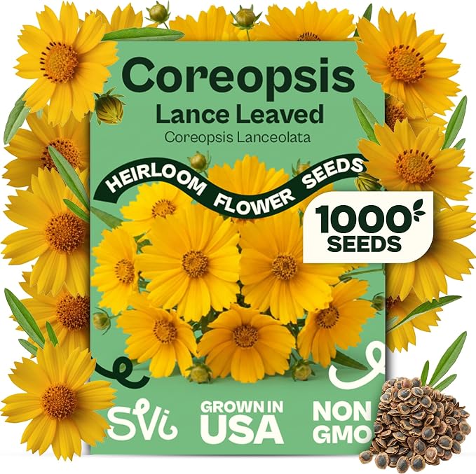 SVI 1000 Dwarf Lance Leaved Coreopsis Seeds (Coreopsis Lanceolata) - Lanceleaf Tickseed, Yellow Wildflower, Drought Tolerant Seed - Perennial Flower Seeds in Seed Packets for Outdoor Garden, Landscape