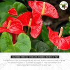 California Tropicals Anthurium Red - Live House Plants Indoor, 4 Inch Pot for Easy Care, Perfect for Office, Home & Flamingo Decor, Real Plant, Plant Gift, Flowering Plants, Sympathy Flowers