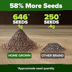 HOME GROWN White Sage Seeds 646 Pack Heirloom Seeds - Grow Aromatic Sage Plants for Your Herb Seeds Garden with Sage for Planting Outdoor or Indoor (Salvia apiana)
