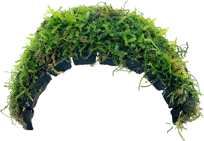 Java Moss Freshwater Live Aquarium Plants on Coconut Shell Driftwood Bridge Perfect for Fish Tank Decoration