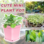 Anyumocz 70 PCS 3" Colorful Plastic Plant Pots,Plastic Square Nursery Pot,Seedling Nursery Pots with Saucers for Indoor Outdoor Plants,Garden,Flower,Home,Office,Balcony Decor