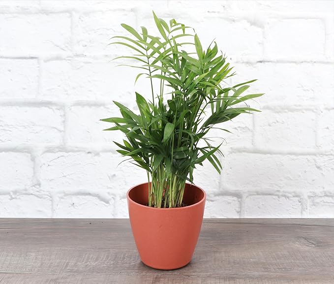 Thorsen's Greenhouse Parlor Palm Plant, Live Indoor Plant, Neanthe Bella Palm, Natural Air Purifier, Easy to Grow, Pet Safe Plant, 4-inch Diameter Pot (Terra Cotta)