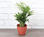 Thorsen's Greenhouse Parlor Palm Plant, Live Indoor Plant, Neanthe Bella Palm, Natural Air Purifier, Easy to Grow, Pet Safe Plant, 4-inch Diameter Pot (Terra Cotta)