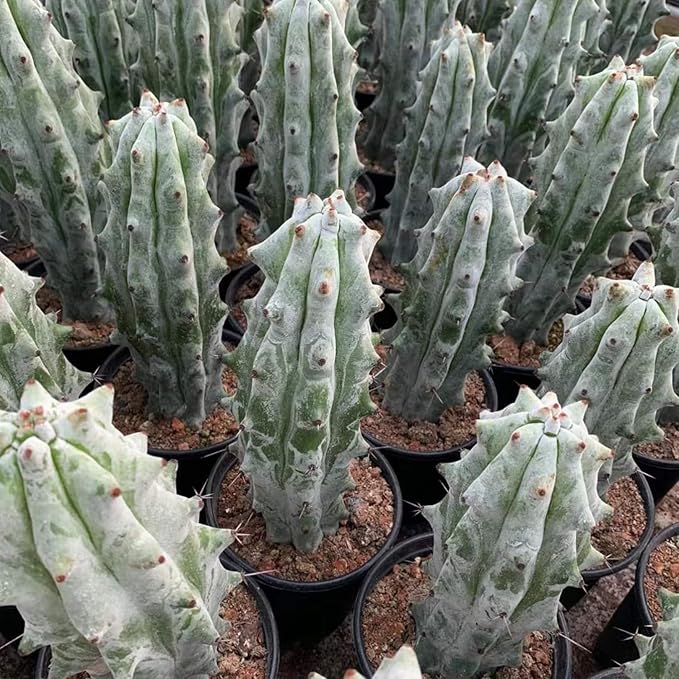 Stenocereus Beneckei Cactus – Rare Live Succulent Plant – 8"-10” Tall – Unique Columnar Cactus for Indoor & Outdoor Decor – Drought-Tolerant, Easy Care Live Plant