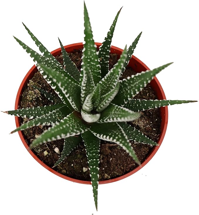 Haworthia Zebra Succulent - 4" from California Tropicals