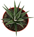 Haworthia Zebra Succulent - 4" from California Tropicals