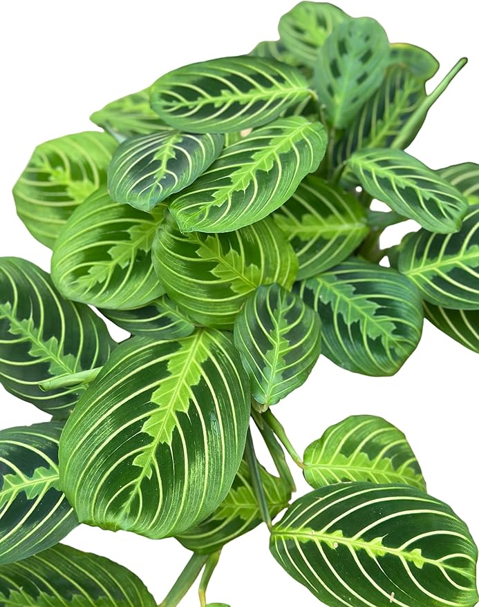 Live Plant, Lemon Lime Maranta Prayer Plant, Pet Friendly, Air Purifying Plant, Easy Care, Easy to Grow Live Indoor Plant, Houseplant, Rare Indoor Plant, Home Décor 6 inch Pot by Hopewind Plants Shop