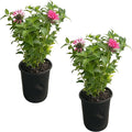 Live Flowering Bee Balm - Balmy Pink (2 Plants Per Pack), Pollinator - Attracts Butterflies, 10" Tall by 4" Wide in 1 Qt Pot