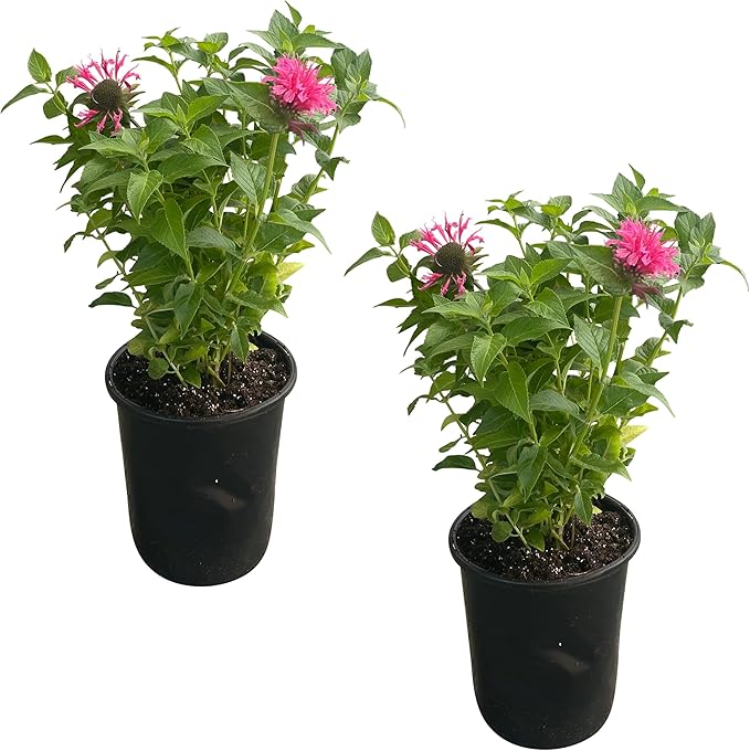 Live Flowering Bee Balm - Balmy Pink (2 Plants Per Pack), Pollinator - Attracts Butterflies, 10" Tall by 4" Wide in 1 Qt Pot