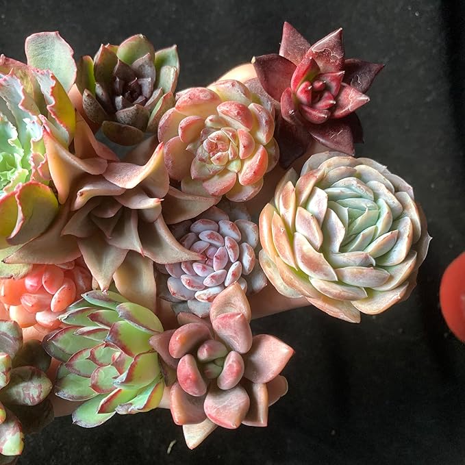 24 Pack Succulents Plants Live, Assorted Mini Succulents Bundle, Easy Care Bare Root Succulent Plants for Indoor Outdoor Decor, Home Office Desk, Terrarium DIY, Gift for Plant Lovers