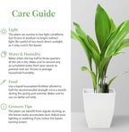 American Plant Exchange Cast Iron Plant – Live 10-Inch Potted Evergreen, Hardy Low-Light Houseplant, Drought-Tolerant & Easy-Care Foliage Plant for Home, Office & Shade Gardens