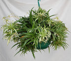Hawaiian Spider Plant Hanging Basket 10 Inch | Live Houseplant for Indoor Growing | Easy to Care for & Keep Alive