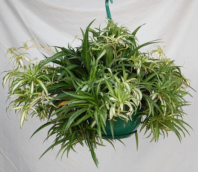 Hawaiian Spider Plant Hanging Basket 10 Inch | Live Houseplant for Indoor Growing | Easy to Care for & Keep Alive