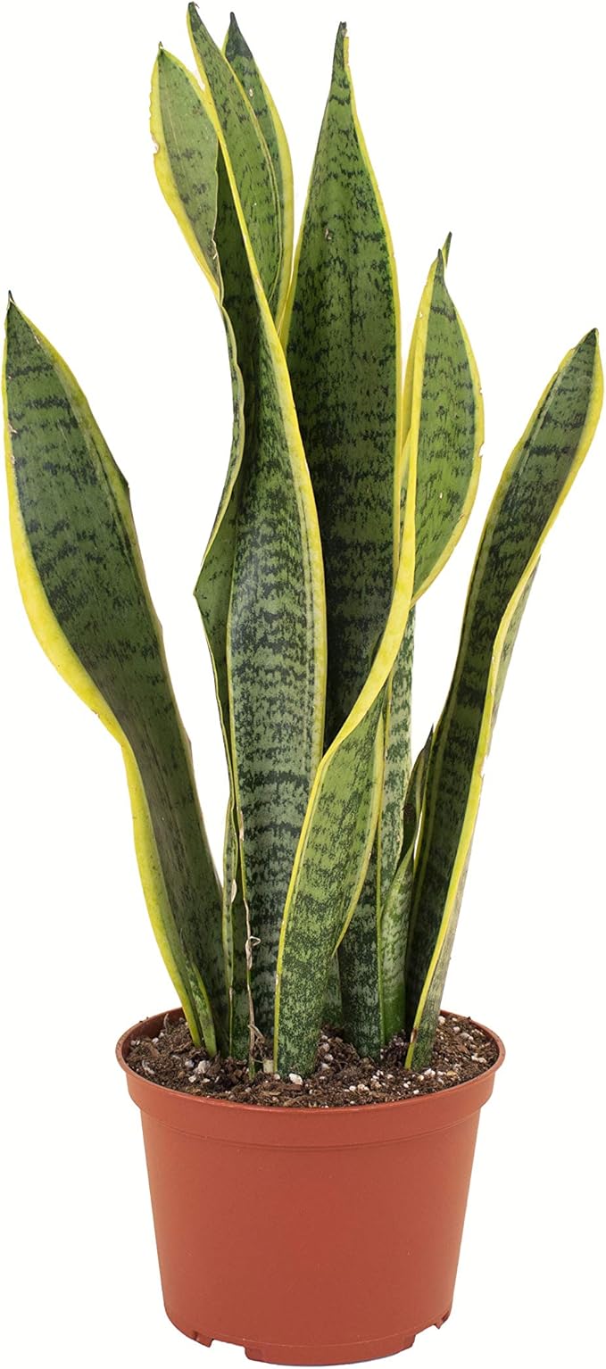 Shop Succulents | Standing Collection | Hand Selected, Air Purifying Live Sansevieria Laurentii Snake Indoor House Plant in 6" Grow Pot