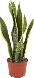 Shop Succulents | Standing Collection | Hand Selected, Air Purifying Live Sansevieria Laurentii Snake Indoor House Plant in 6" Grow Pot