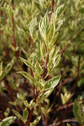 Live Plant from Green Promise Farms - Cornus alba, Ivory Halo Dogwood #3 Gallon Size Container Yellow Flowers - This Plant Does NOT Ship to AZ, CA, HI, ID, MT, NV, OR, PR, UT & WA!!!