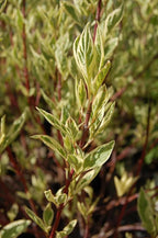 Live Plant from Green Promise Farms - Cornus alba, Ivory Halo Dogwood #3 Gallon Size Container Yellow Flowers - This Plant Does NOT Ship to AZ, CA, HI, ID, MT, NV, OR, PR, UT & WA!!!