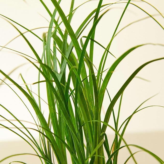 Palm Ponytail Live Plant for Indoor | Different Houseplants in 3'' Pot | Real House Plant for Living Room, Office, Desk & Bathroom | Beaucarnea recurvata | Ponytail Palm