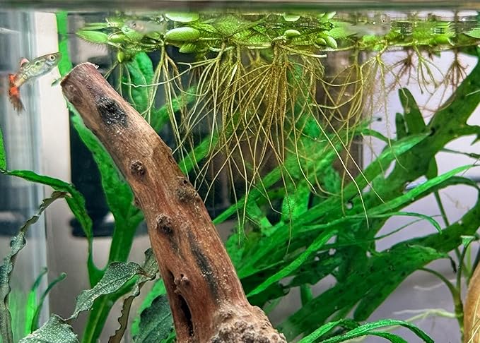 Water Spangle, Salvinia Minima, Live Aquarium/Aquatic/Freshwater/Floating/Pond Plant/Planted Tank/Aquascaping/Paludarium by Aquarium Plant Center (24 Plants, 120+ Leaves)