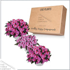 Live Flowering New Guinea Impatiens - Bicolor Pink (3 Plants Per Pack), Beautiful Shade Flowers, 12" Tall by 5" Wide in 1 Qt Pot