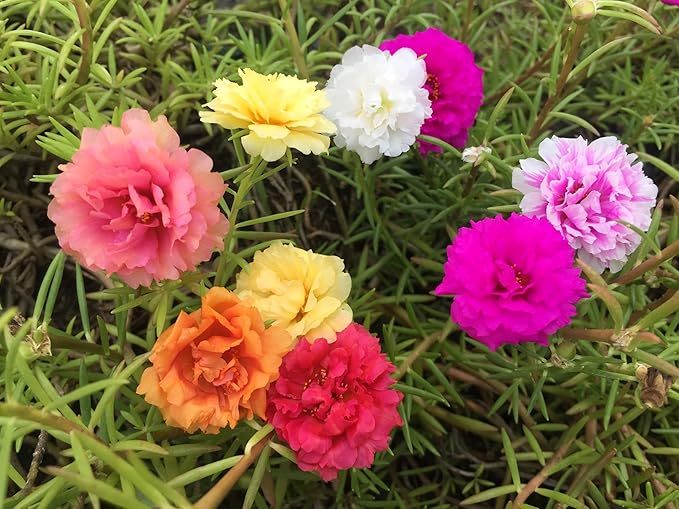 100 Mixed Colors Portulaca Moss Rose Grandiflora Flower Seeds
