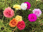 100 Mixed Colors Portulaca Moss Rose Grandiflora Flower Seeds