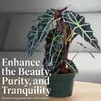 American Plant Exchange Alocasia Polly African Mask – 6-Inch with Pot – Live Easy Care Tropical Houseplant, Air Purifying Foliage for Home, Office, or Indoor Garden Decor