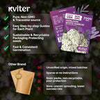 KVITER 7000 White Yarrow Seeds for Planting (Achillea Millefolium) — Perennial Flower Seeds to Plant Outside, Heirloom & Organic — Native Wildflower Seed for Herb Garden, Beds, Containers & Meadows