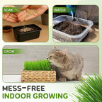 Todd's Seeds Cat Grass Seeds (1 Lb Bulk) | Premium Wheatgrass for Indoor Cats | Fast Growing Pet Grass in 5 Days | Non-GMO, Chemical Free, Hairball & Digestive Aid