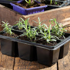 Seed Needs Rosemary Seeds for Planting - Non-GMO Heirloom & Untreated Perennial Herbs to Plant a Medicinal & Culinary Kitchen Garden Indoors or Outdoors (1 Pack)