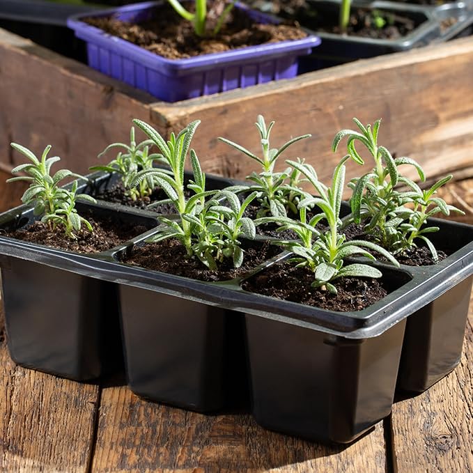 Seed Needs Rosemary Seeds for Planting - Non-GMO Heirloom & Untreated Perennial Herbs to Plant a Medicinal & Culinary Kitchen Garden Indoors or Outdoors (1 Pack)