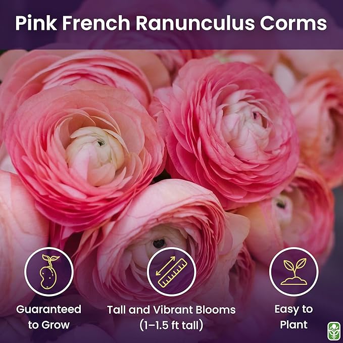 Pink French Ranunculus Corms - 12 Largest Size Corms, Premium Bulbs for Vibrant Blooms, Ideal for Garden Beds, Perfect for Spring Planting, Stunning Peony-Like Flowers