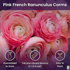 Pink French Ranunculus Corms - 12 Largest Size Corms, Premium Bulbs for Vibrant Blooms, Ideal for Garden Beds, Perfect for Spring Planting, Stunning Peony-Like Flowers