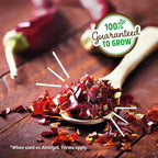 Back to the Roots Non-GMO Chili Planter, Grow Organic Chili Peppers Year Round, Windowsill Grow Kit, Top Gardening Gift, Holiday Gift, & Unique Gift
