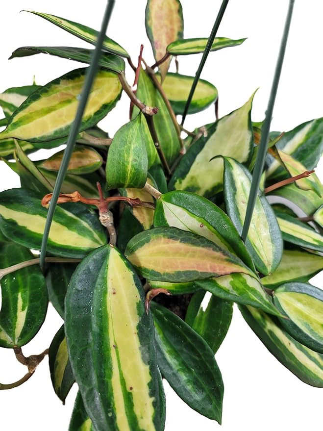 Hoya Pot of Gold - Inner Variegated Hoya Latifolia FKA Macrophylla Inner Variegated - Available in 3.5", 4.5" Pot & 6" Pot - Hoya Plants Live Houseplants (2-3 Plants/Vines, 4.5" Pot)
