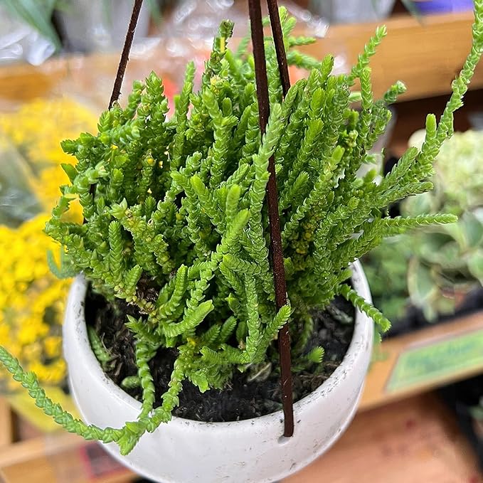 Sprout N Green Watch Chain, Live Crassula muscosa Succulent Plant Fully Rooted in 4" Pot, Home Office Indoor Outdoor Wedding Decoration DIY Projects Party Favor, Easy to Care, Keep Away from Pets