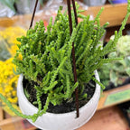Sprout N Green Watch Chain, Live Crassula muscosa Succulent Plant Fully Rooted in 4" Pot, Home Office Indoor Outdoor Wedding Decoration DIY Projects Party Favor, Easy to Care, Keep Away from Pets