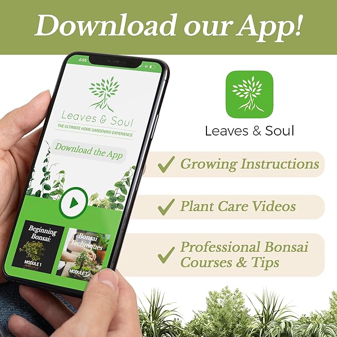 Professional Money Tree Soil Mix Large 2.2 Quarts Ready to Use, Premium Indoor Potting Soil for Money Tree Plants, Peat Moss Coco Coir Perlite Dolomite, Fast Draining Nutrient Rich Blend Made in USA