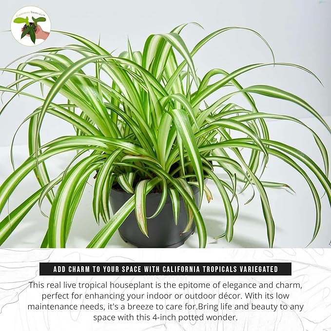 California Tropicals Variegated Spider Plant - Real Live Tropical Houseplant, Perfect for Indoor/Outdoor Home and Office Decoration, Easy Care, Perfect for Pots, Baskets or Patio - 4 Inch