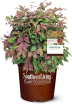 Southern Living 2 Gal. Blush Pink Nandina Shrub