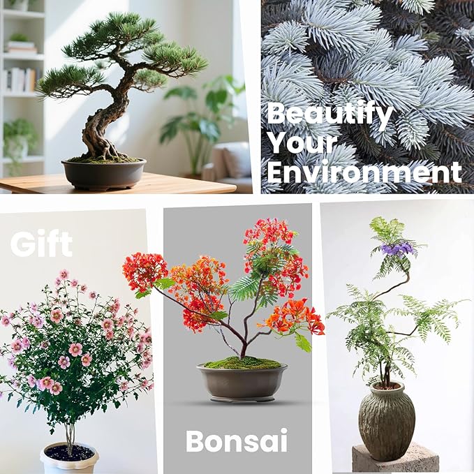 Bonsai Tree Kit for Beginners - 5 Unique Japanese Bonsai Seeds, DIY Indoor Gardening Crafts for Adults | Valentine's, Mother's Day & Birthday Gifts for Women and Men | Complete Starter Kit with Tools