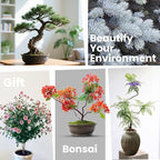 Bonsai Tree Kit for Beginners - 5 Unique Japanese Bonsai Seeds, DIY Indoor Gardening Crafts for Adults | Valentine's, Mother's Day & Birthday Gifts for Women and Men | Complete Starter Kit with Tools