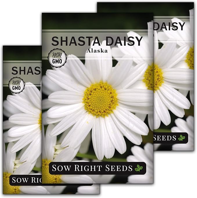 Sow Right Seeds - Shasta Daisy Seeds for Planting - Perennial Shasta Alaska Daisies - Non-GMO Heirloom Variety - Ideal for Outdoor Gardens - Easy to Grow - Drought Tolerant - Attracts Pollinators (3)