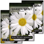 Sow Right Seeds - Shasta Daisy Seeds for Planting - Perennial Shasta Alaska Daisies - Non-GMO Heirloom Variety - Ideal for Outdoor Gardens - Easy to Grow - Drought Tolerant - Attracts Pollinators (3)