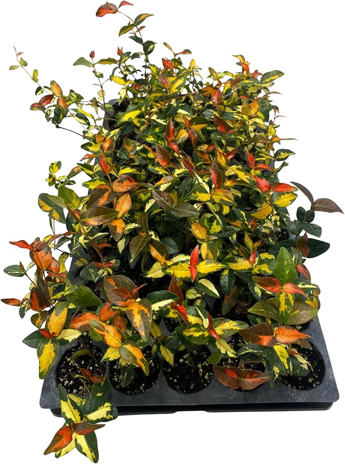 ragnaroc Jasmine Summer 2-6" (Jasminum officinale) 1ct - Live Plant for Indoor Outdoor Use, Garden & Landscaping - Live Arrival Guaranteed