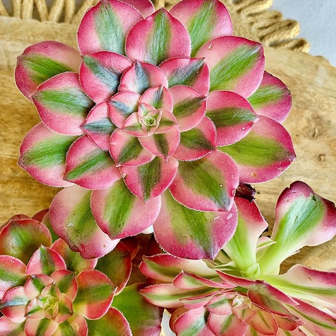FWPP Succulents Plants Live Echeveria Perle von Nürnberg,Mini Succulents Red 3 inches Mini Succulents,Bare Root Without Pot,Succulent Plant Live Decoration Plant Gifts